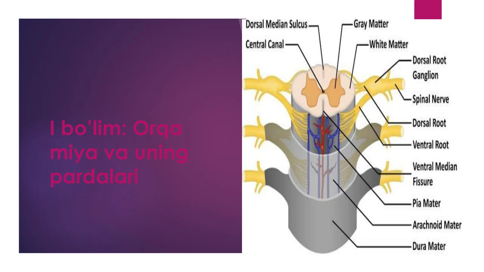 Orqa miya (Medulla spinalis) – umumiy tavsif