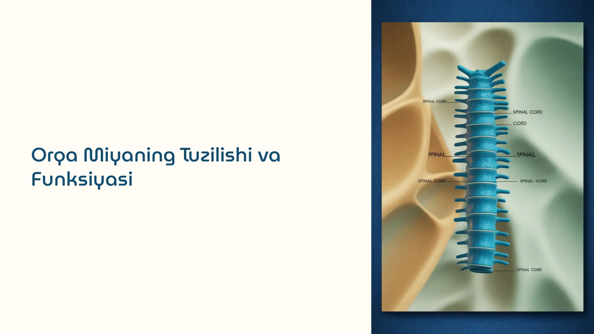 Orqa Miyaning Tuzilishi va Funksiyasi
