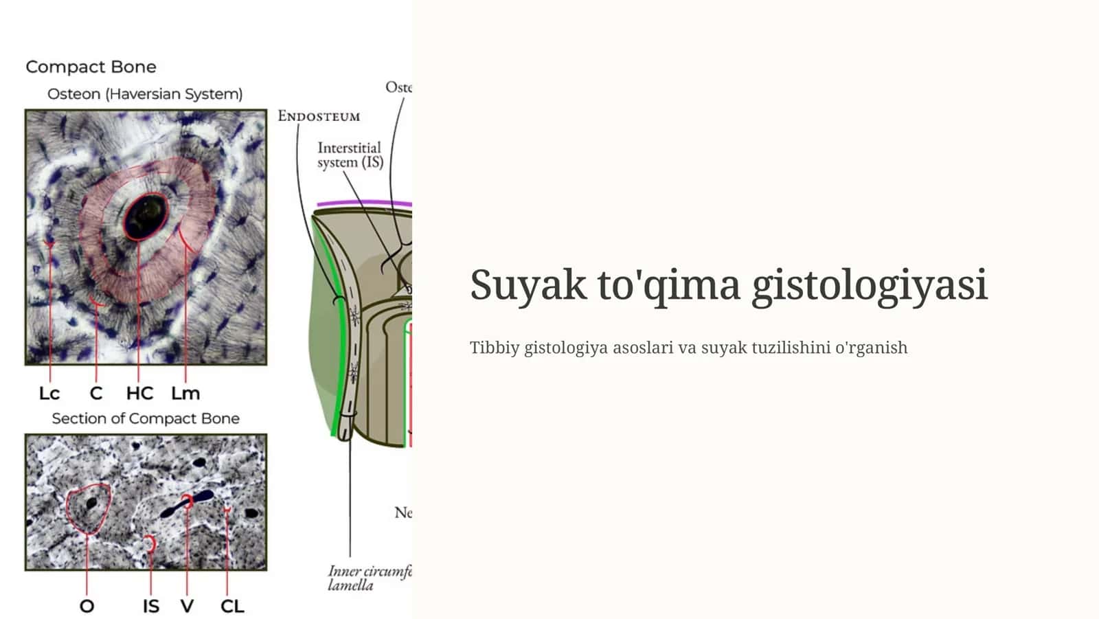 Suyak  to'qima