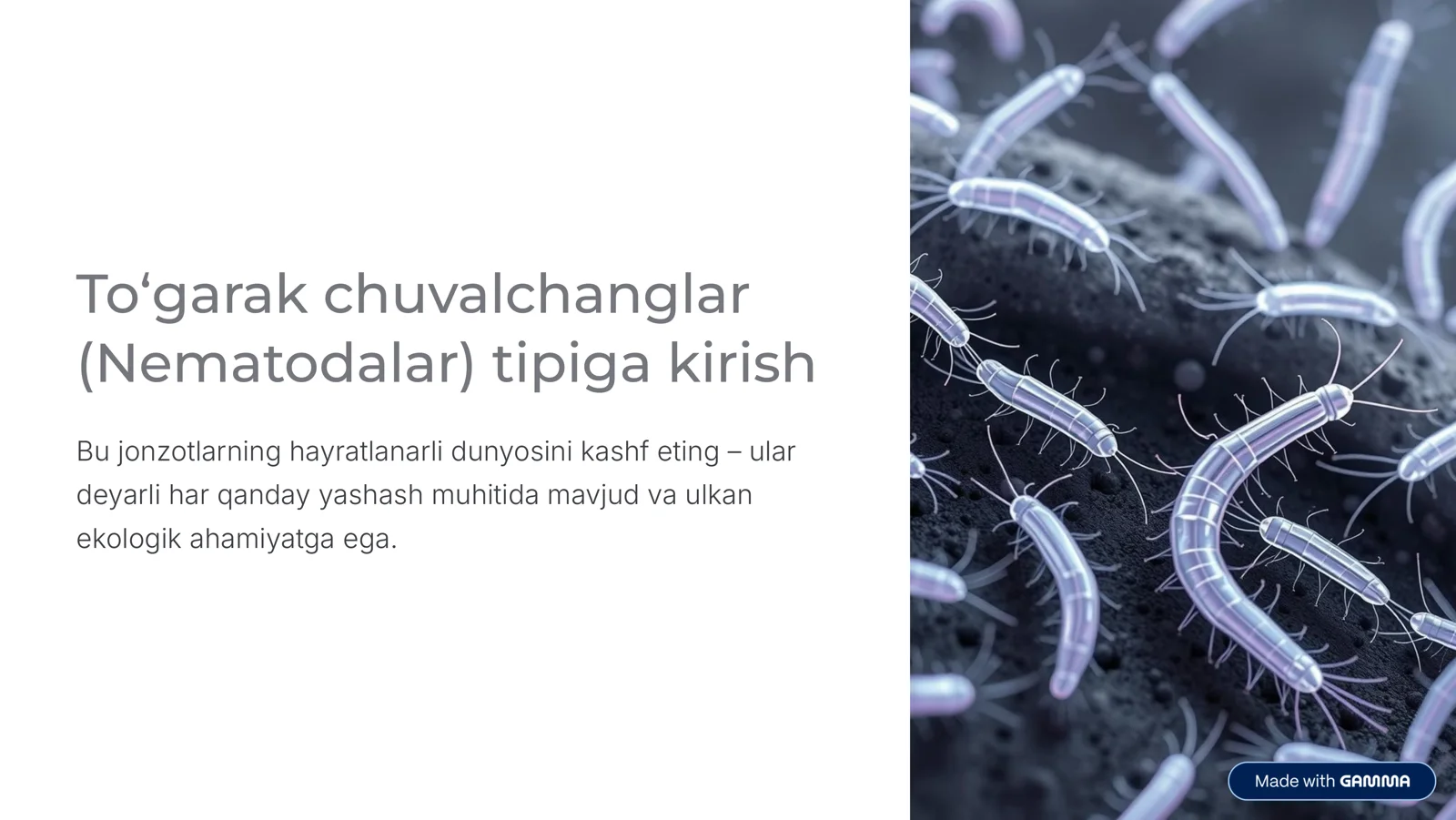 To'garak chuvalchanglar (Nematodalar)