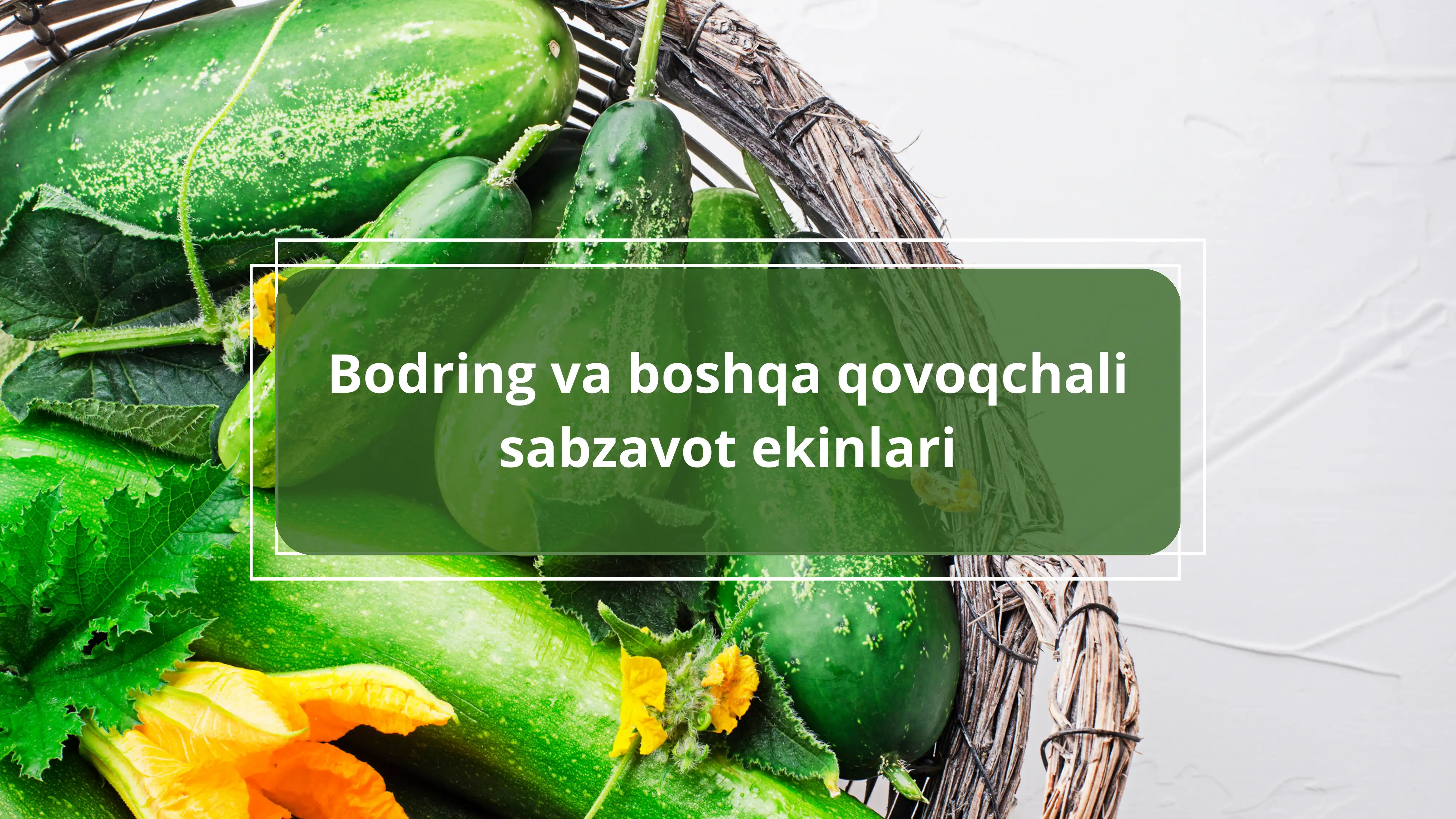 Bodring va qovoqchali sabzavot ekinlari