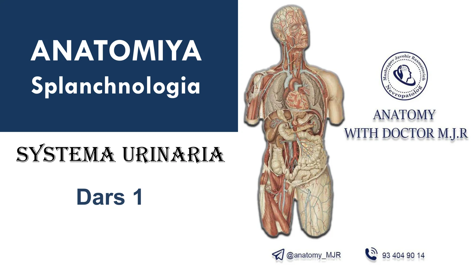 Ayirish Sistemasi Anatomiyasi