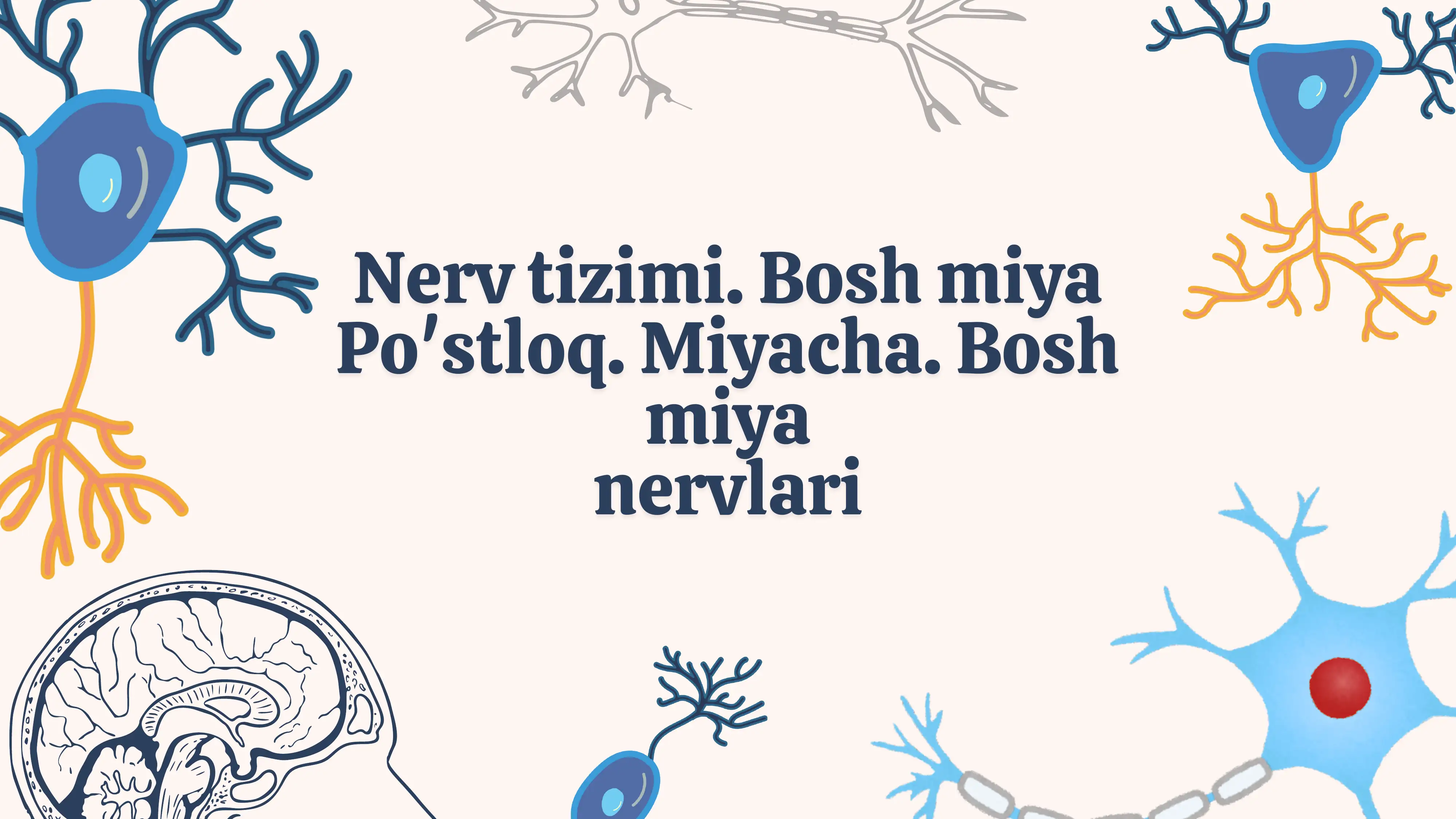 Bosh miya nervlari ,miyacha va poʻstloq