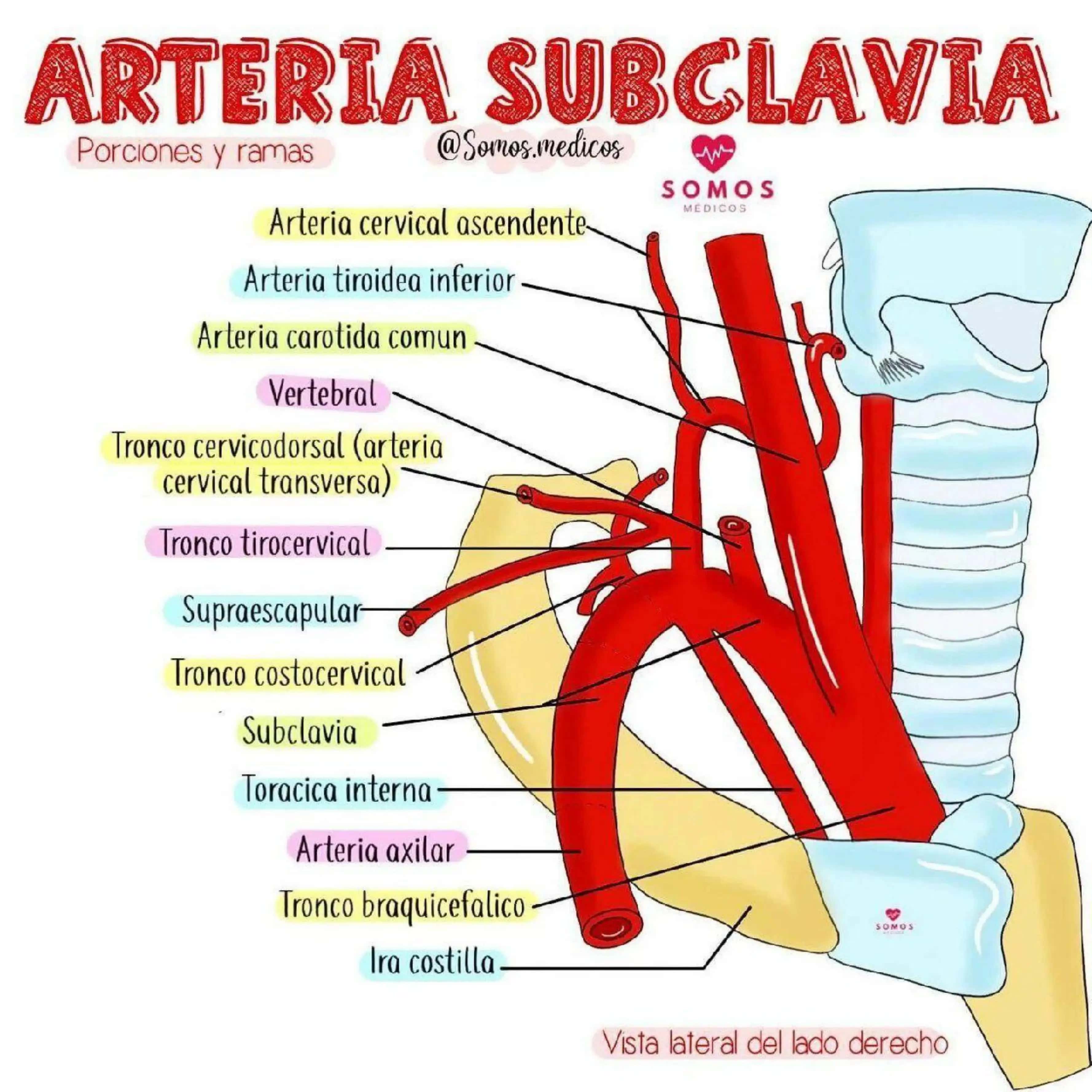 O‘mrov osti, qo‘ltiq osti va qo‘l arteriyalari