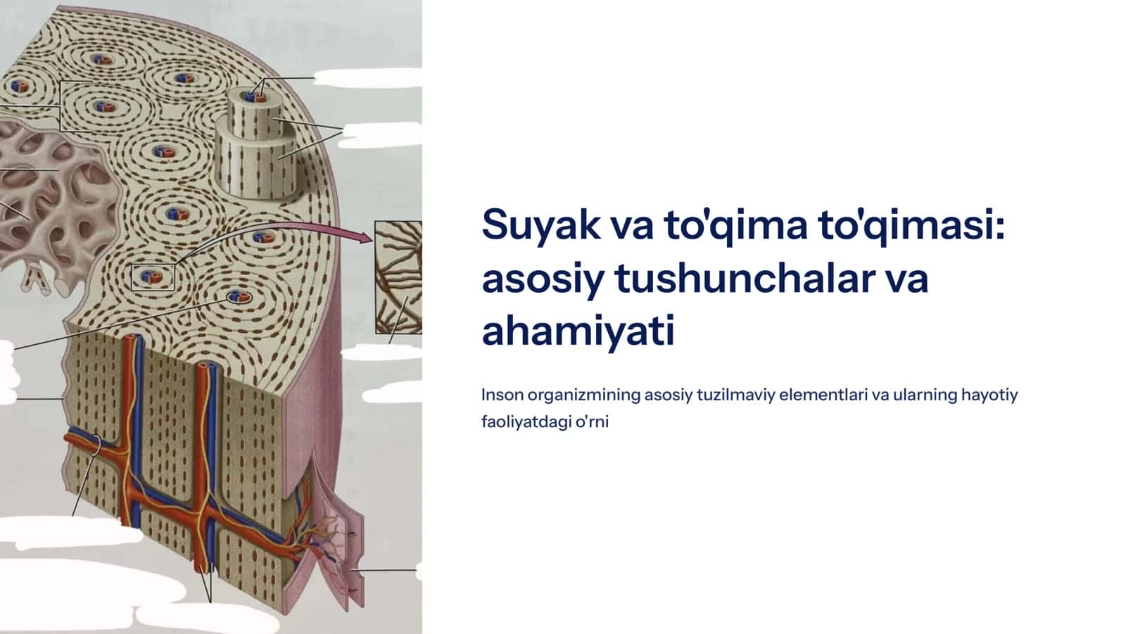 Suyak va tog’ay  to’qimasi
