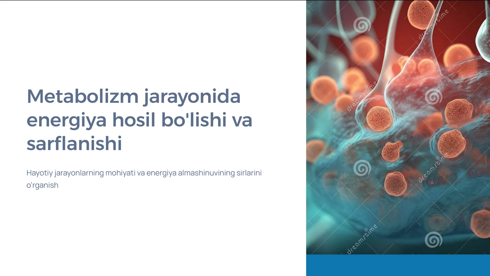 Metabolizm jarayonida energiya hosil bo'lishi va sarflanishi