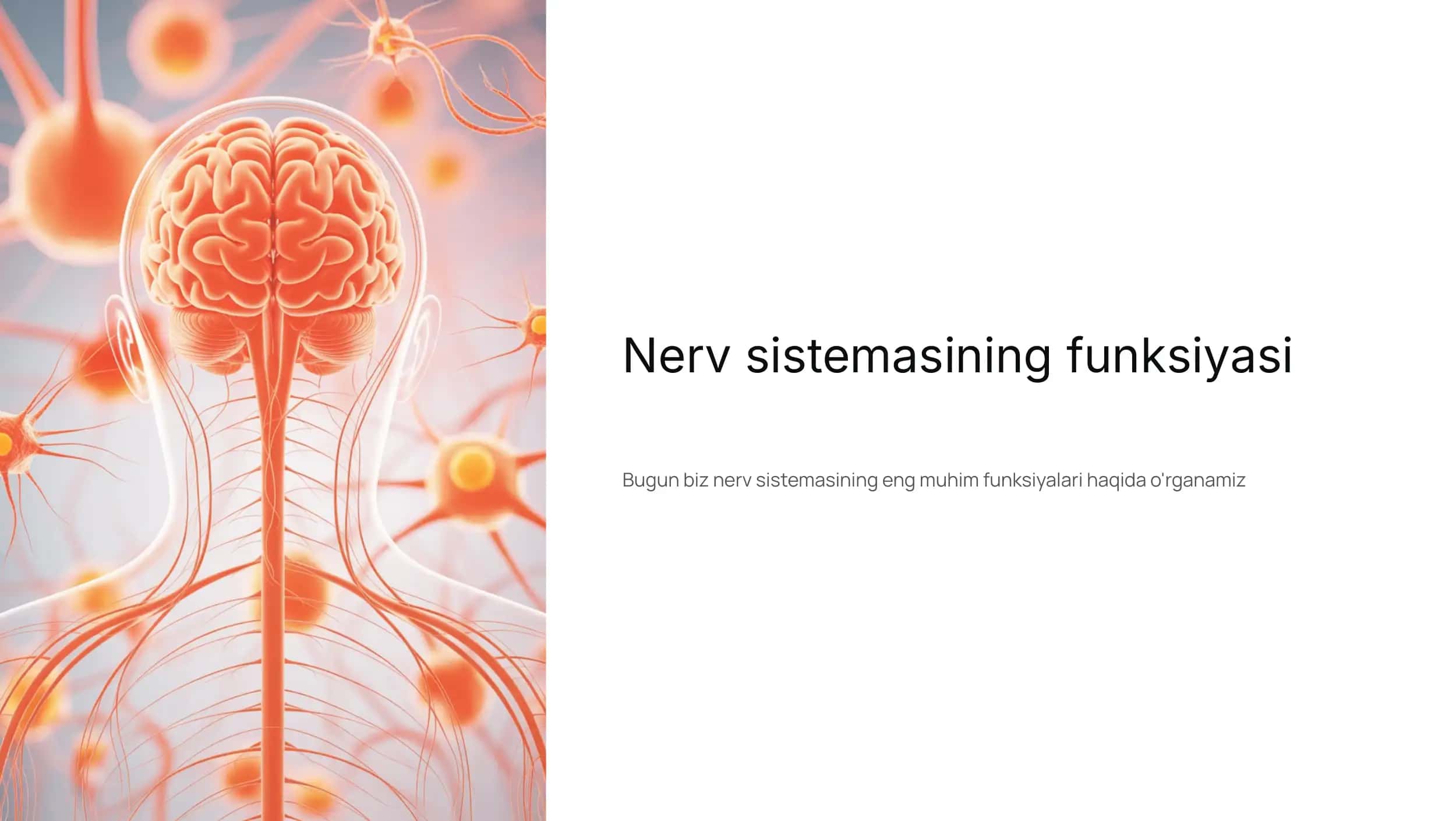 Nerv sistemasining funksiyasi
