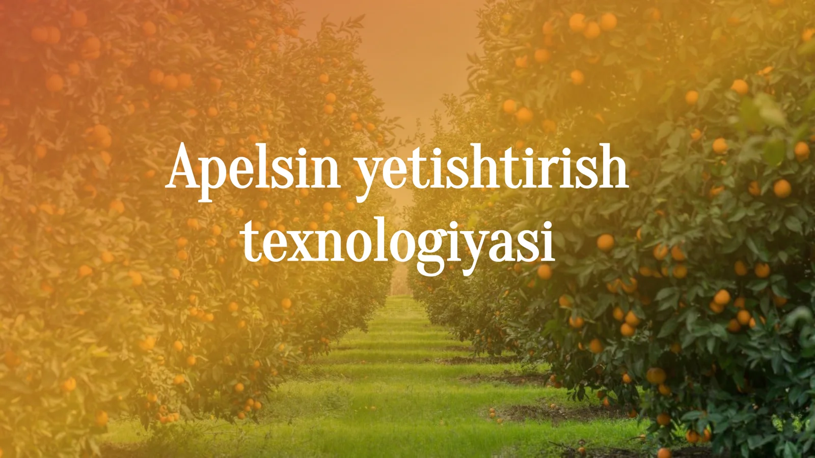 Apelsin yetishtirish texnologiyasi