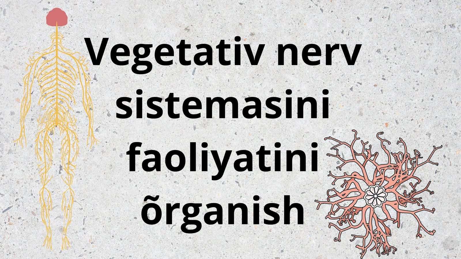 Vegetativ nerv sistemasi.