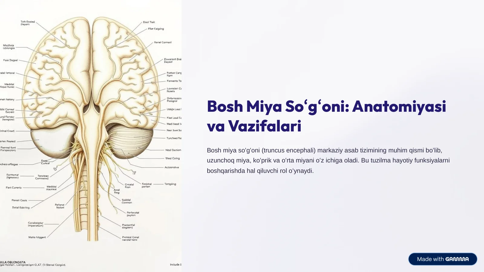 Bosh Miya So»g»oni: Anatomiyasi va Vazifalari
