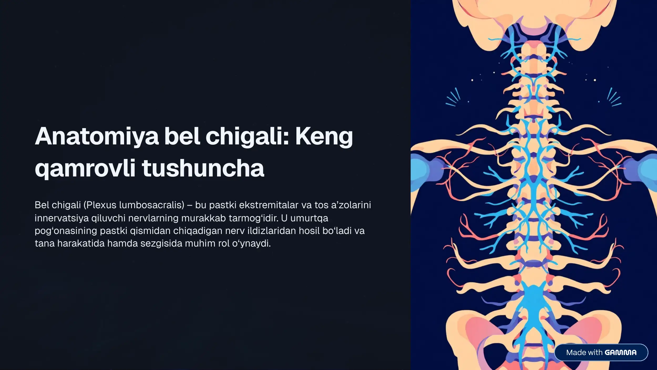 Bel chigali anatomiyasi