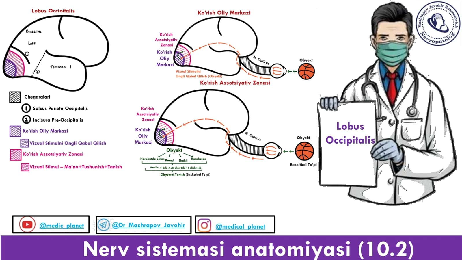 Nerv sistemasi anatomiyasi (10.2)