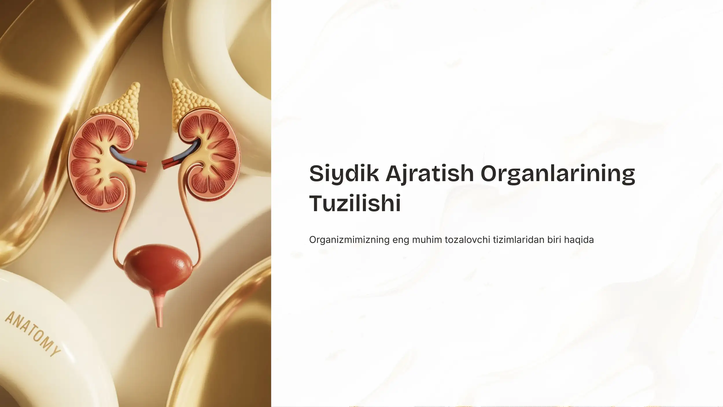 Siydik Ajratish Organlarining Tuzilishi