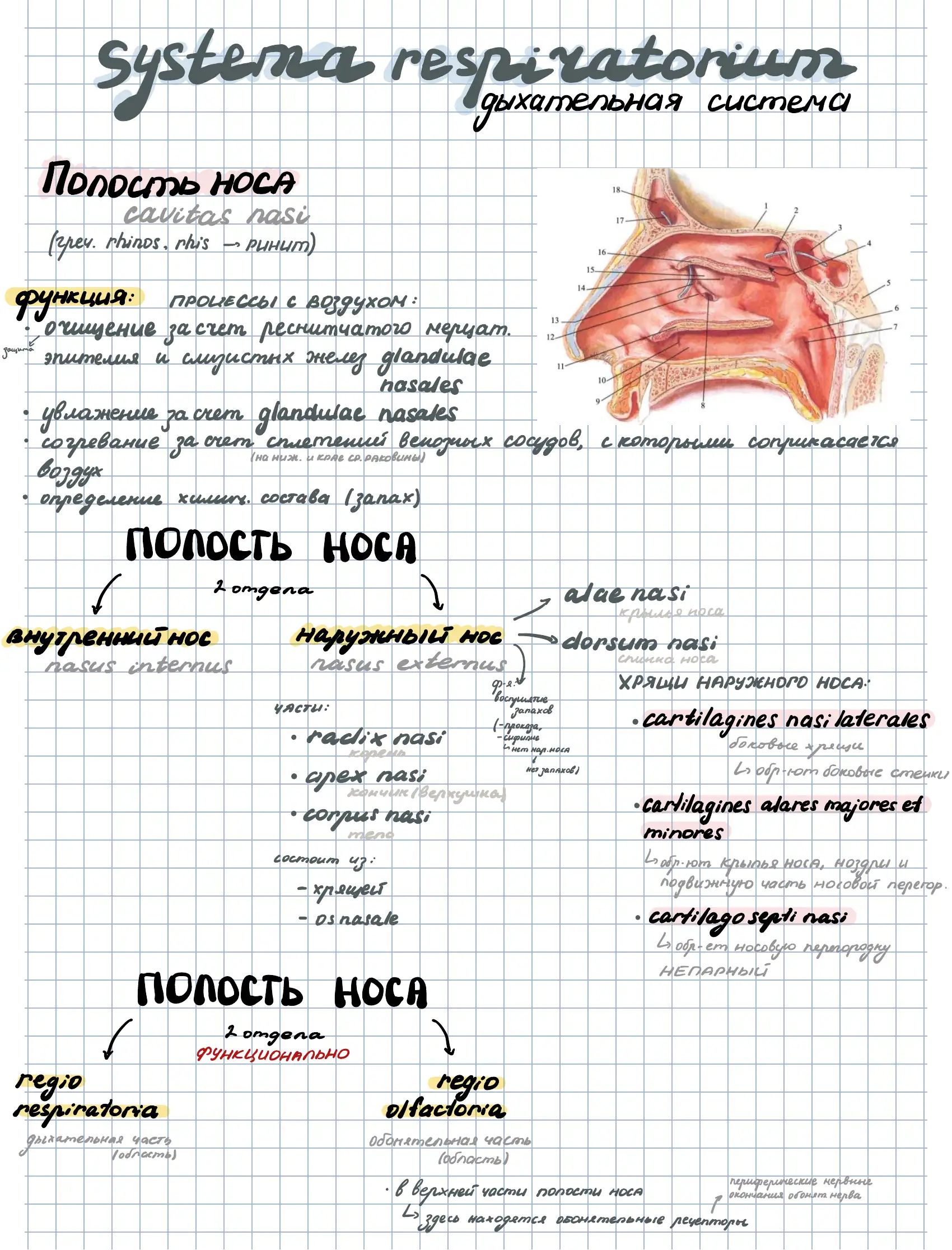 Ринит