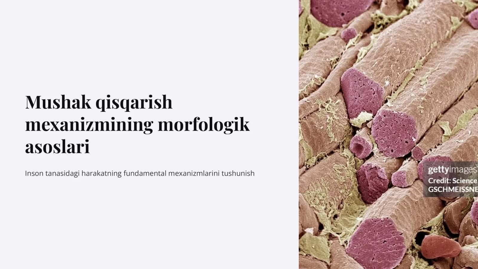 Mushak  qisqarish mеxanizmining morfologik asoslari