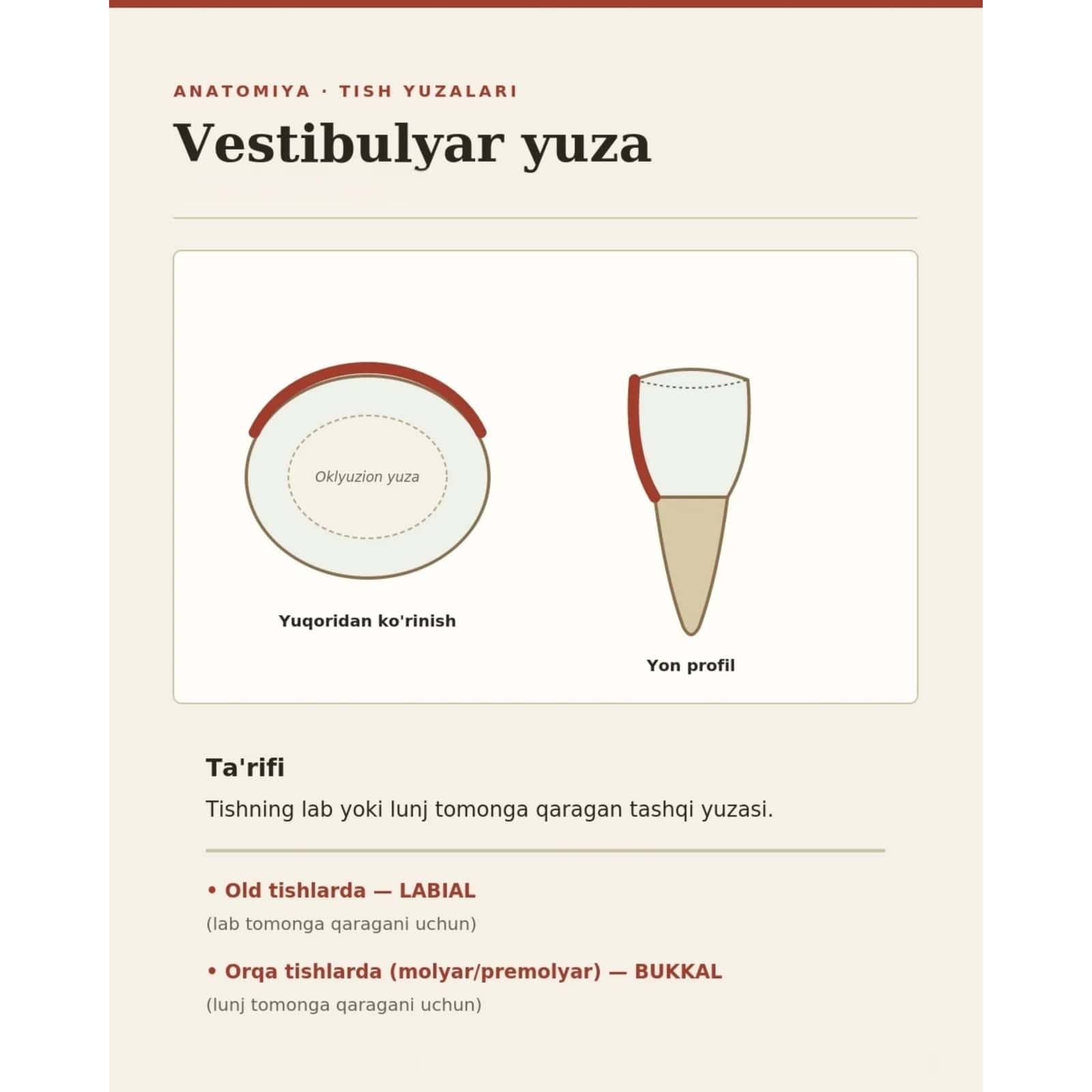 Tish yuzalari, tomonlari haqidagi taqdimot.