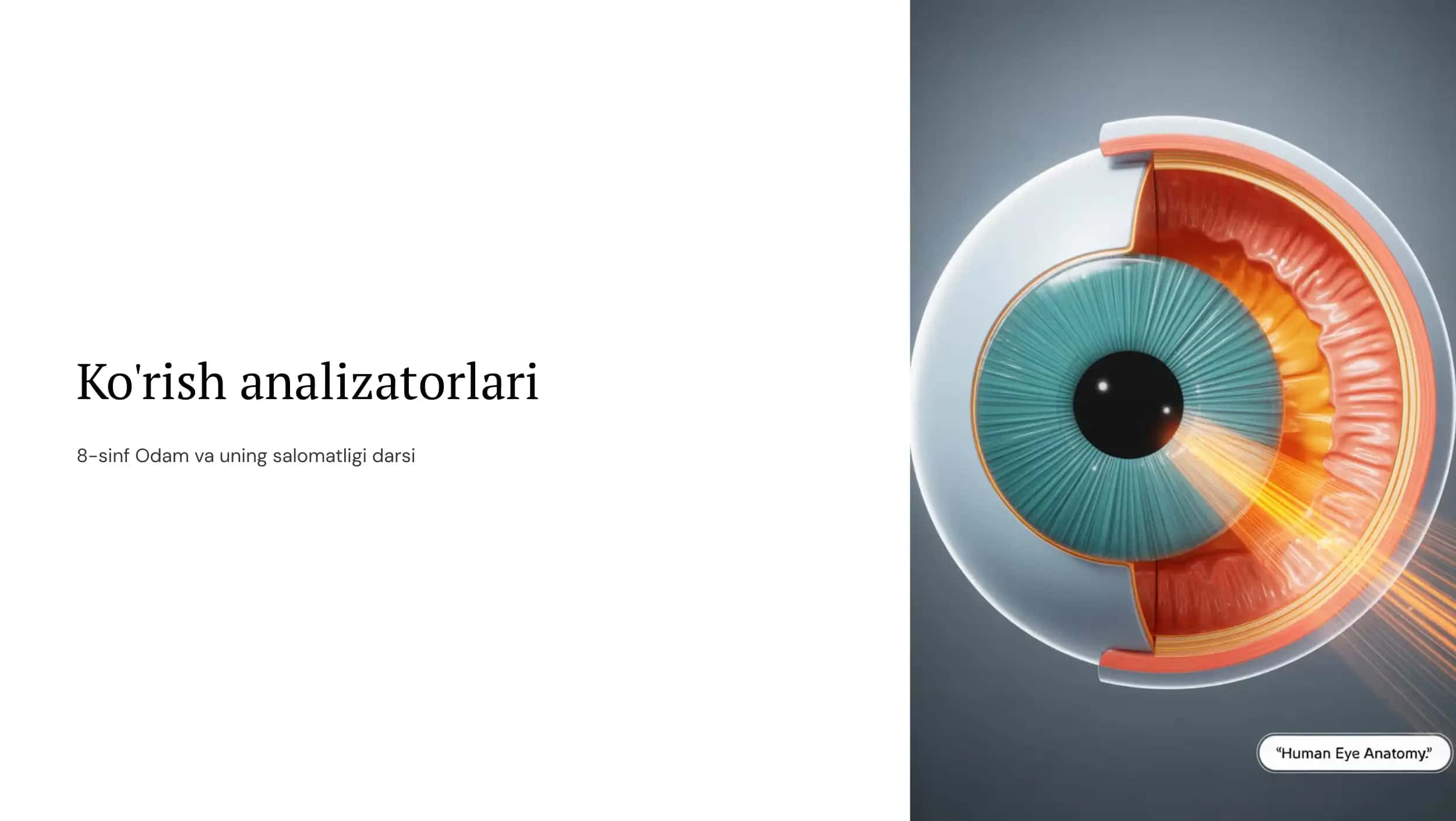 Ko'rish analizatorlari