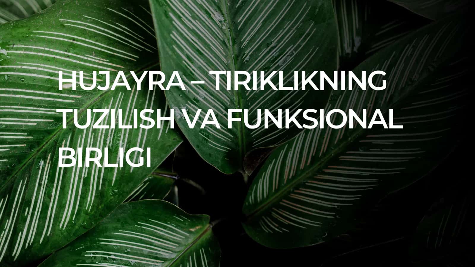 hujeyra