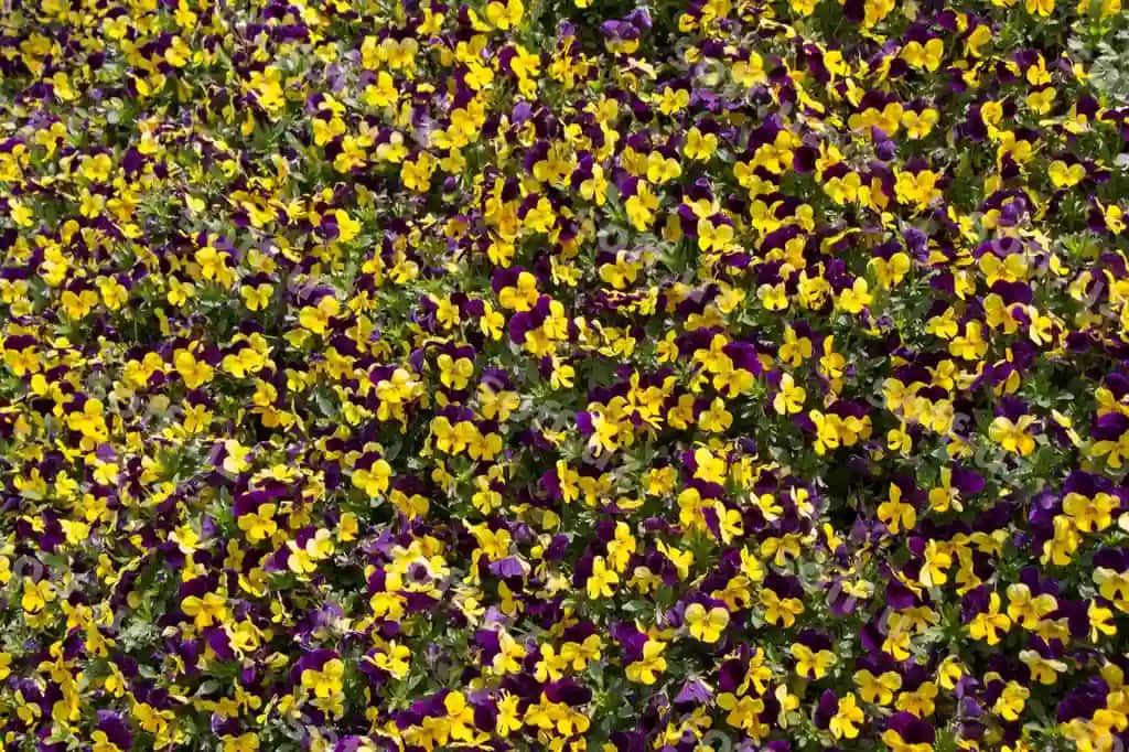 To'liq freym sur'ati sariq gullaydigan o'simliklar | Full frame shot yellow flowering plants