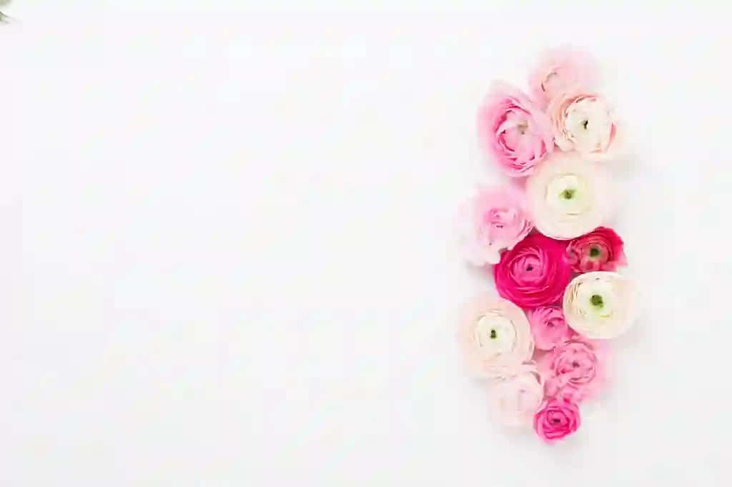 Chiroyli rangli ranunculus gullari oq fonda Valyentinston kartochkasi | Beautiful colored ranunculus flowers white background valentines day greeting card