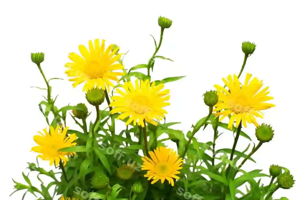 Guldasta sariq gullar shifobaxsh papatyalar izolyatsiya qilingan oq fon gulzorlari bog'i | Bouquet yellow flowers curative daisies isolated white background flowerbeds garden