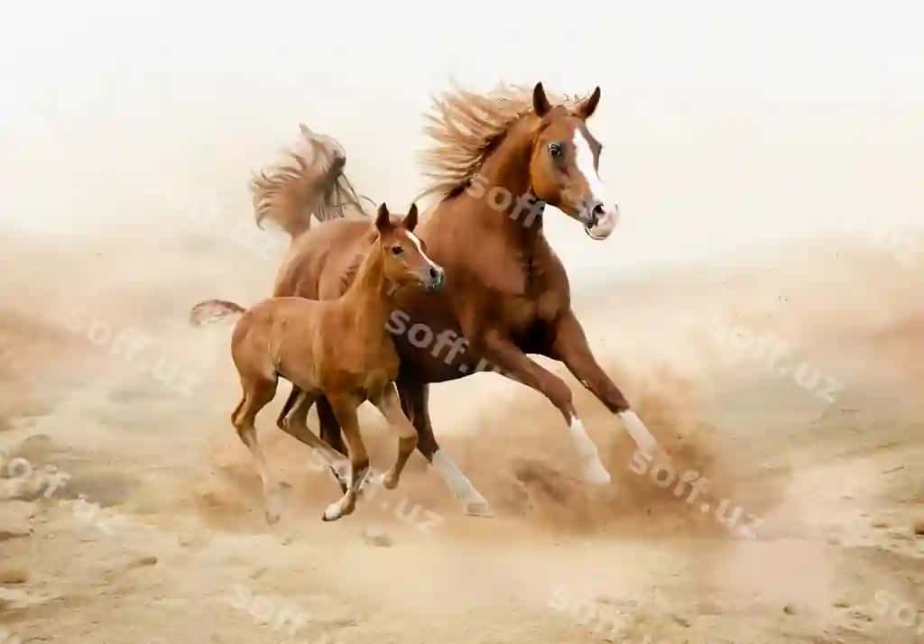 Jigarrang at oq chiziqqan bilan xirda yuzmoqda | Brown horse with white stripe running dirt