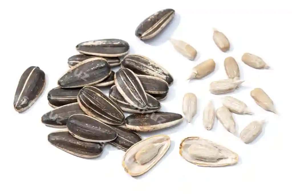 Qizilqovoq urug'lari ajratilgan helianthus urug'i | Sunflower seeds isolated helianthus seed