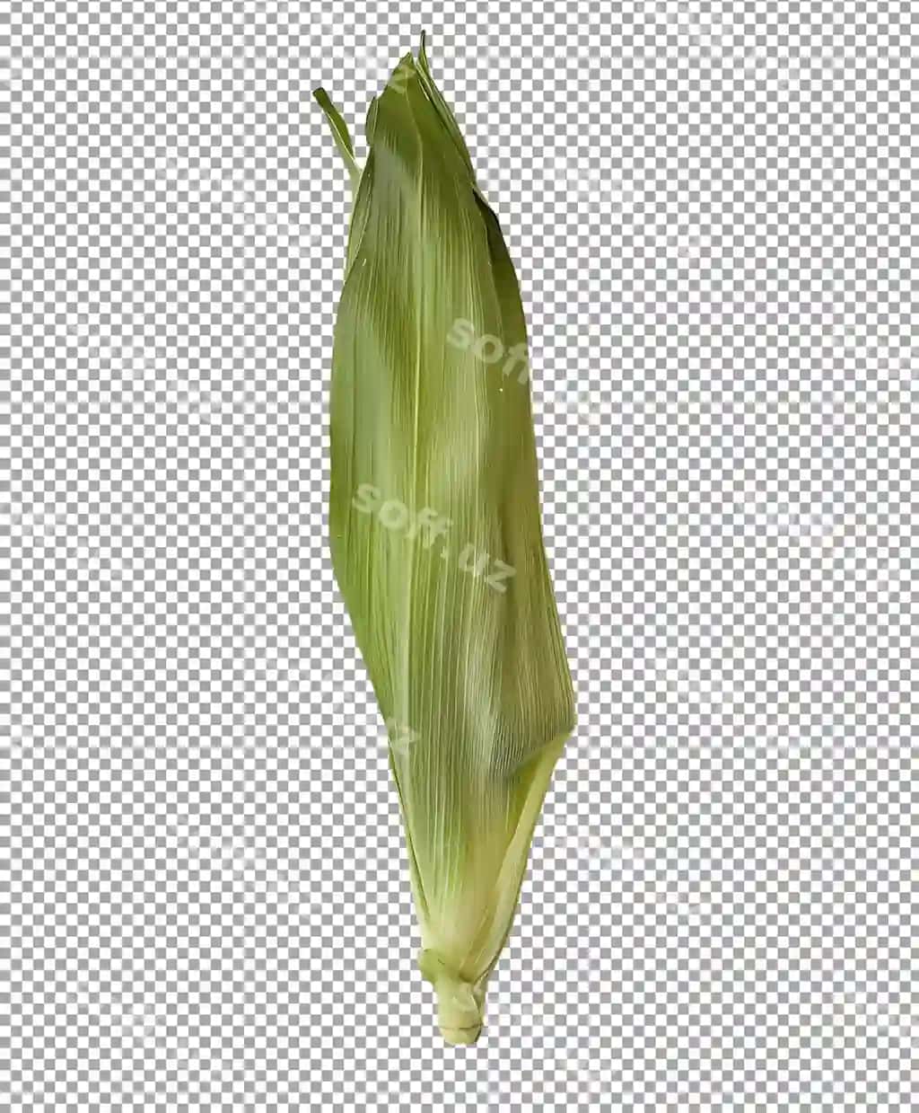 Yangi makkajo'xori izolyatsiya qilingan shaffof fon | Fresh corn isolated transparent background