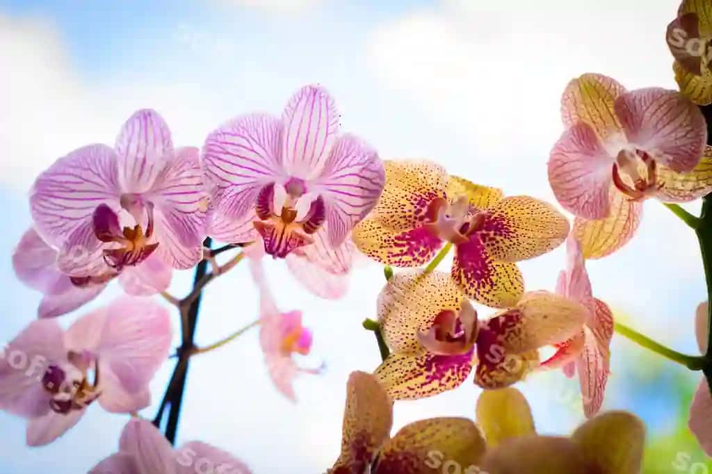 Tashqi joyda oylanayotgan orkhideyalarning yaqin rasmi | Close up orchids growing outdoors