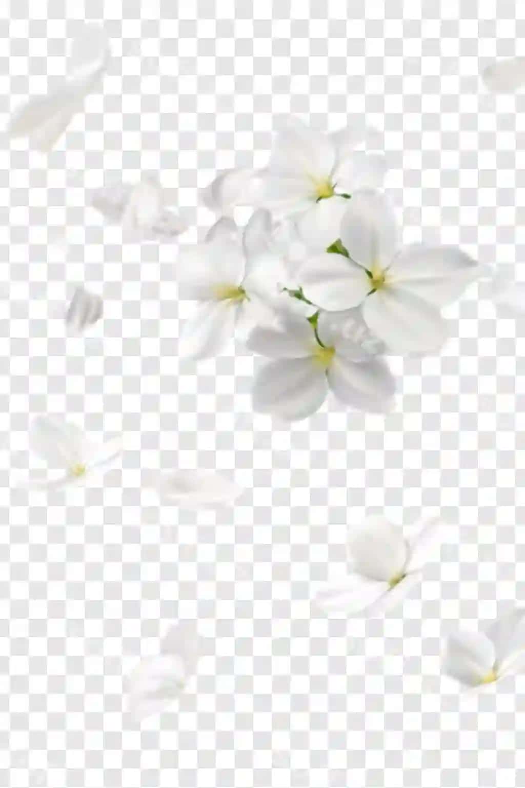 Suzuvchi oq gullar sariq markazlar kesilgan | Floating white flowers with yellow centers cut out
