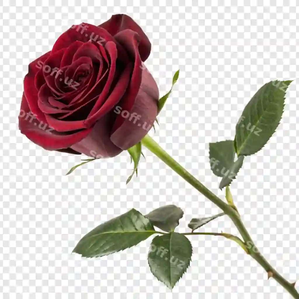 Roza guli png shaffof va izolyatsiya qilingan orqa fonda | Rose flower png isolated transparent background