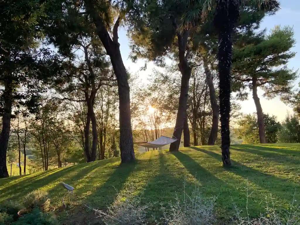 Quyoshli kun daraxtlar bog'i | Trees park sunny day