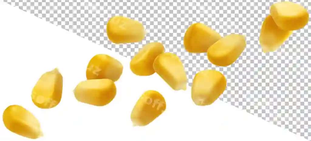 Makkajo'xori donalari izolyatsiya qilingan | Corn grains isolated
