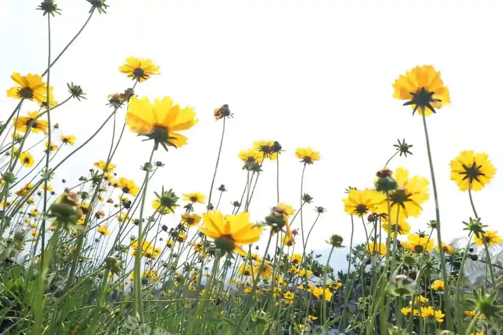 Osmon fonida sariq kosmos gullari yaqindan ko'rsatilgan | Close up yellow cosmos flowers against sky