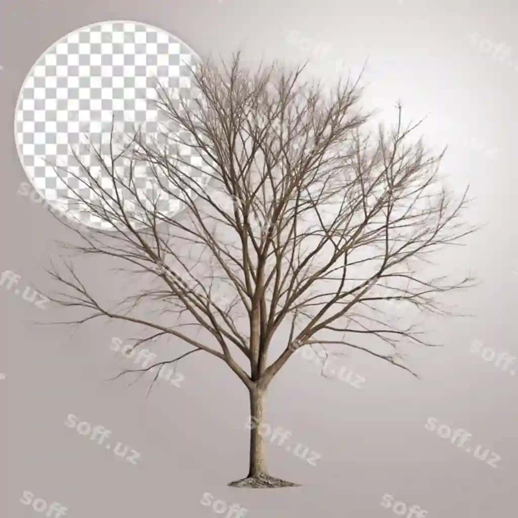 Barqatlar yo'q daraxt yolg'iz turibdi oq fon | Tree with no leaves is standing alone white background