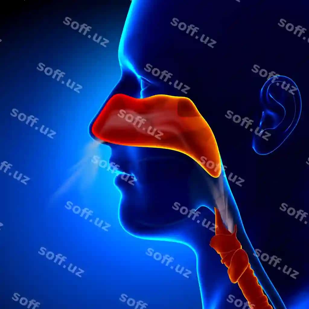 Grypa to'liq burun insonga tegishli sinuslar anatomiyasi | Flu full nose human sinuses anatomy