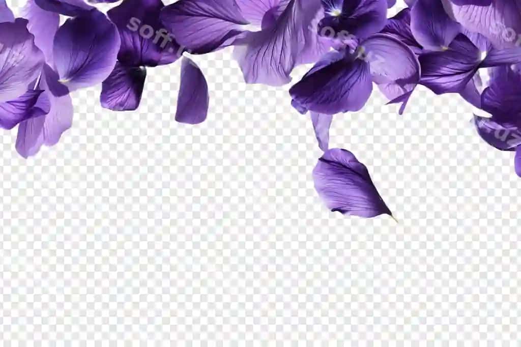 Uçuvchi binafshe rangli gul ajraltirilgan shaffof fonda | Flying purple flower isolated transparent background
