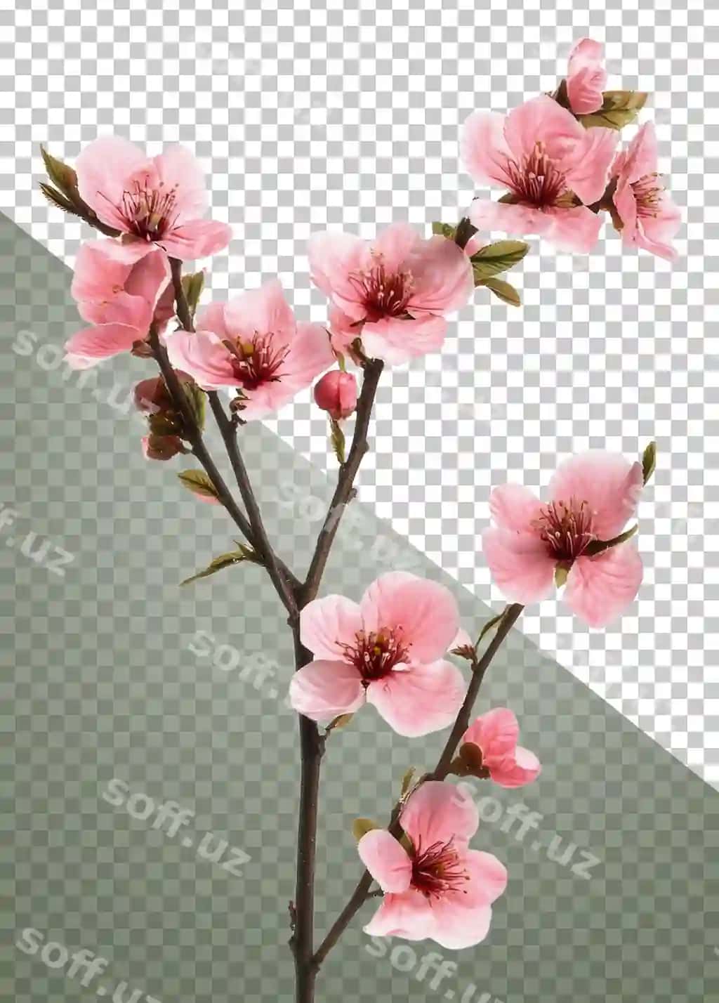 Pushti gilos chilaklari kuzda gullab kesilgan stock PNG | Pink cherry blossoms blooming spring cut out stock png