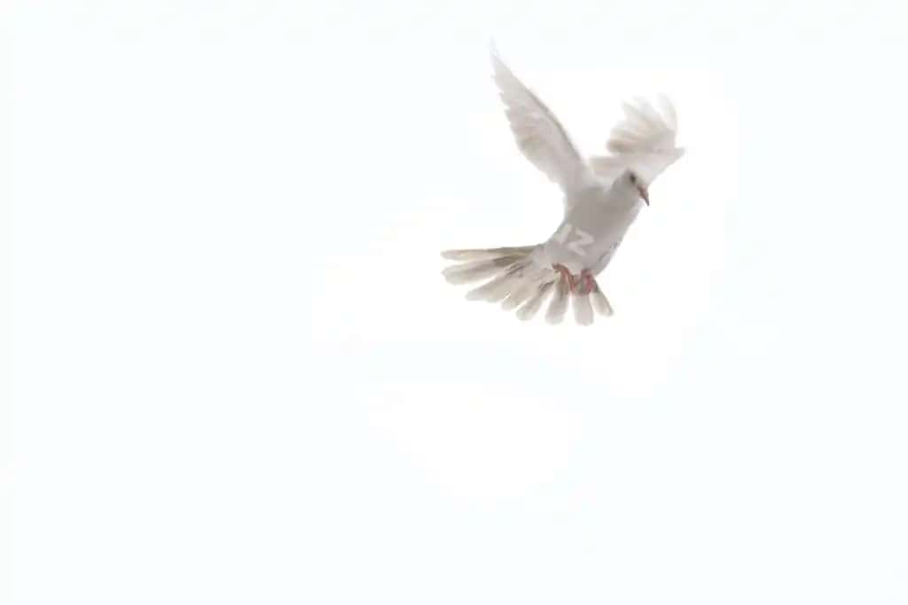 Uchadigan oq tulki ajraltirilgan oq fonda | White dove fly isolated white background