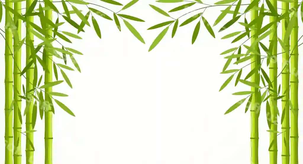 Yashil bambuk poyalari, barglari oq fonda izolyatsiya qilingan | Green bamboo stems with leaves isolated white background