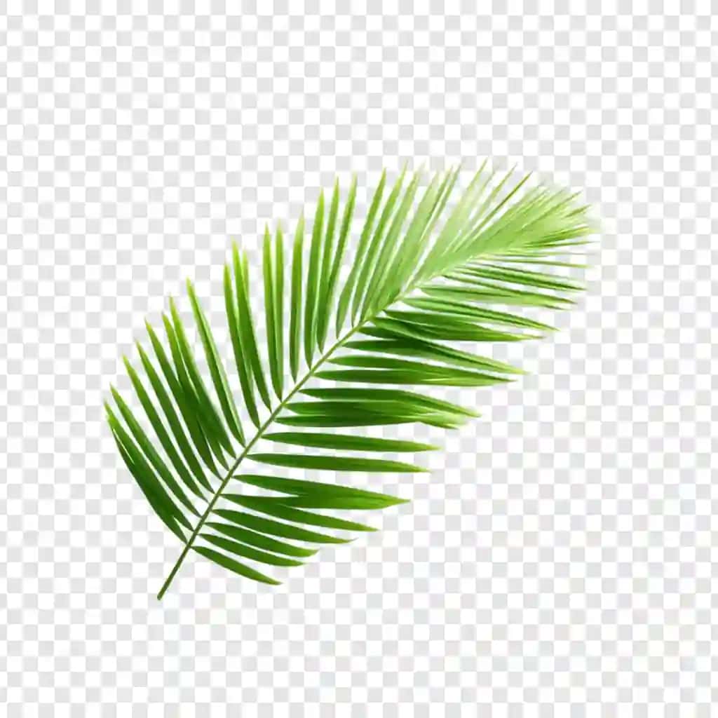 Jonli yashil palma barglari tropik barglari izolyatsiyalangan tabiat botanika ekzotik | Vibrant green palm frond tropical leaf isolated nature botany exotic