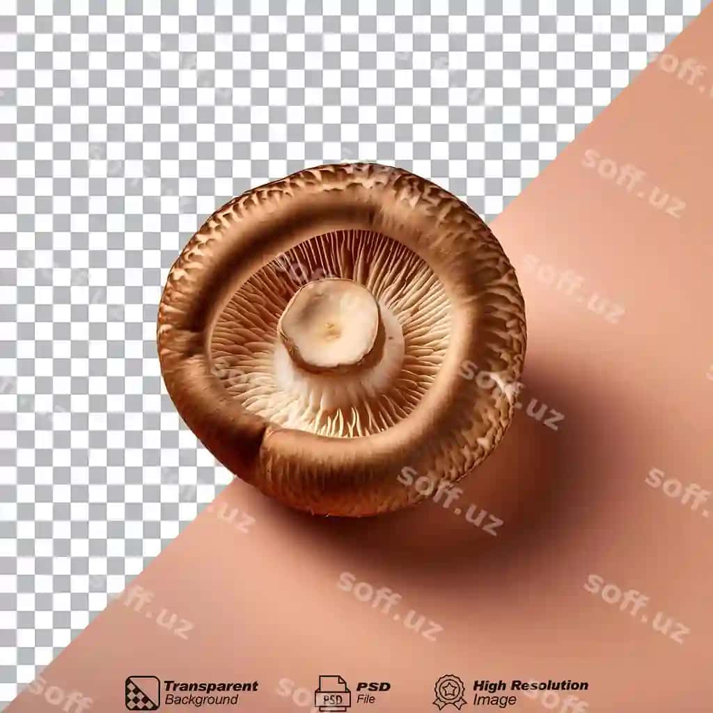 Batafsil gil tuzilishi ajratilgan qo'ziqorinning yaqindan ko'rinishi | Closeup view mushroom with detailed gill structure isolated