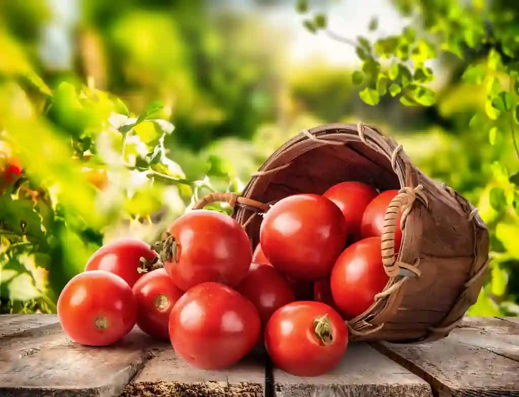 Yangi pomidor savati | Fresh tomato basket
