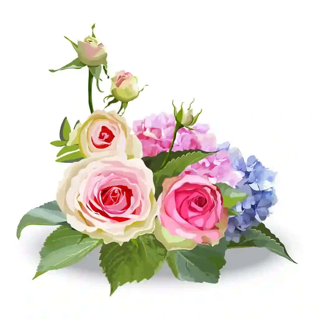 Atirgul gortenziyasi gullari | Rose hydrangea flowers