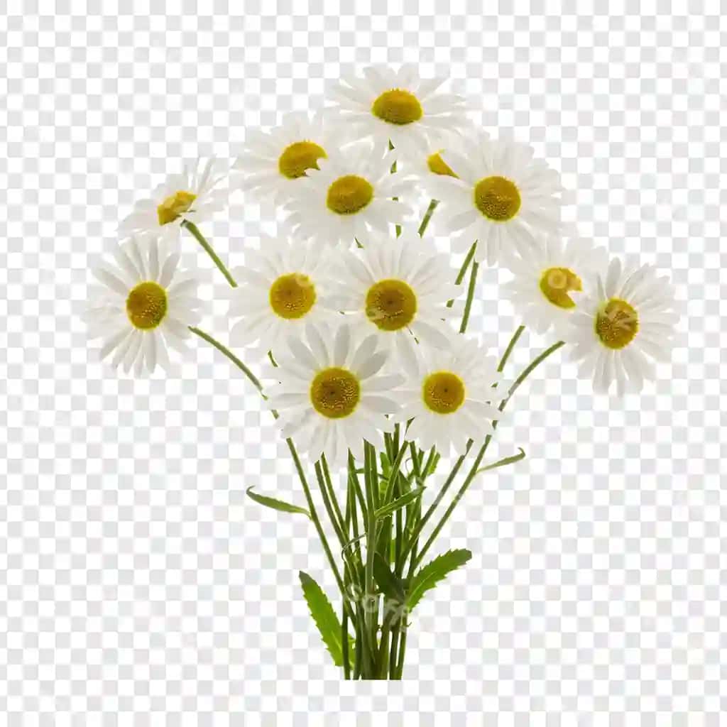 Chiroyli guldasta yangi oq papatyalar | Beautiful bouquet fresh white daisies
