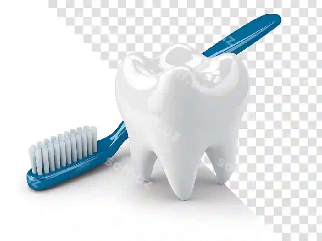Moviy tish cho'tkasi displeyli uch o'lchovli tish modeli | Threedimensional tooth model with blue toothbrush display
