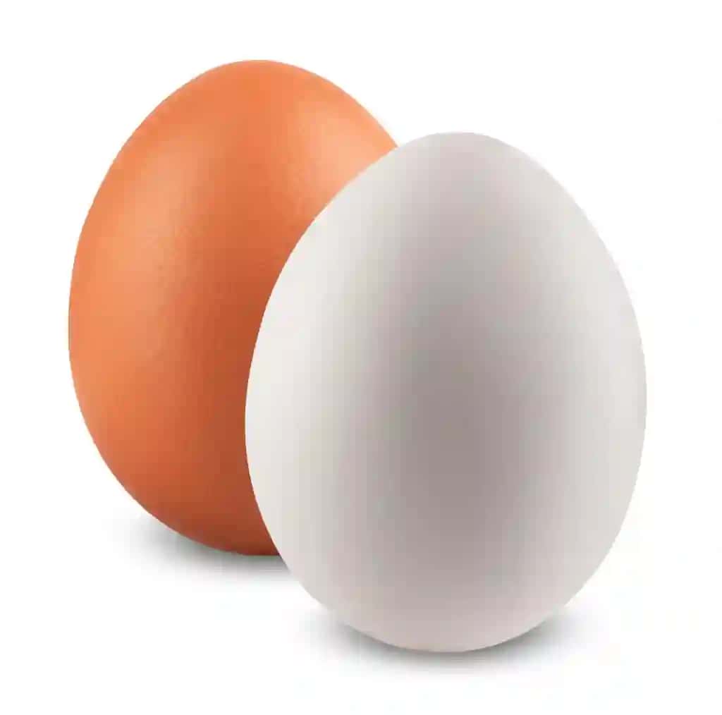 Tovuq tuxumlari oq izolyatsiya qilingan | Chicken eggs isolated white