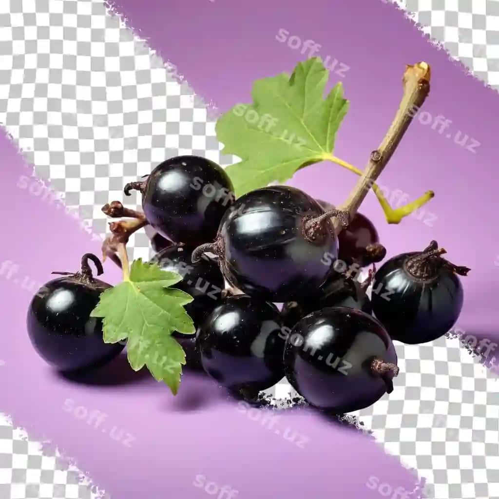 Shaffof orqa fonda ajralangan Bengal guruchlari qaramruch olchasi | Transparent background bengal currants carandas plum isolated