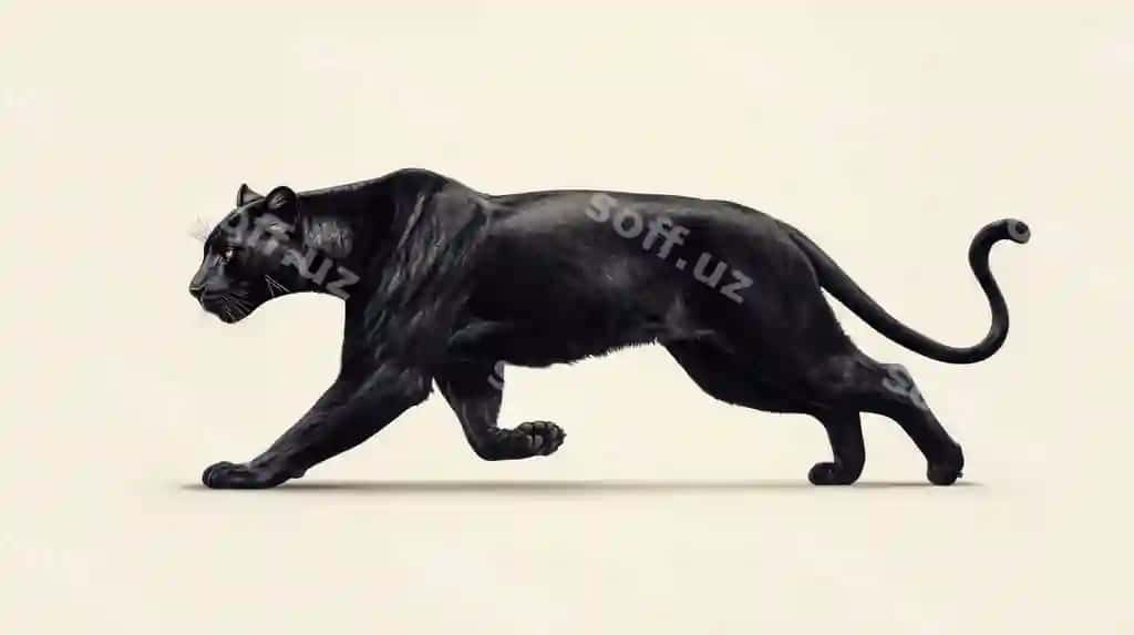 Qora panther profili ko'rinishida yug'ilayotgan oq fonda | Black panther running profile against white background