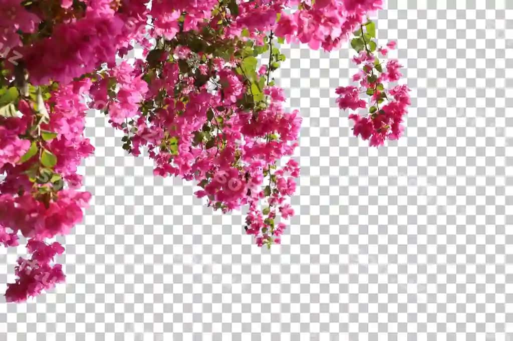 Haqiqiy bougenvillea old fonida izolyatsiya qilingan | Realistic bougainvillea foreground isolated